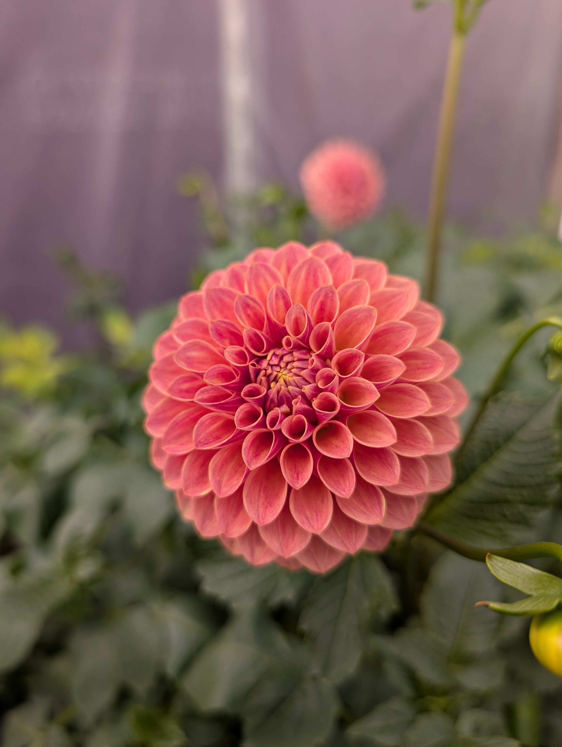 Levi's Sunfire (Rooted Cutting)