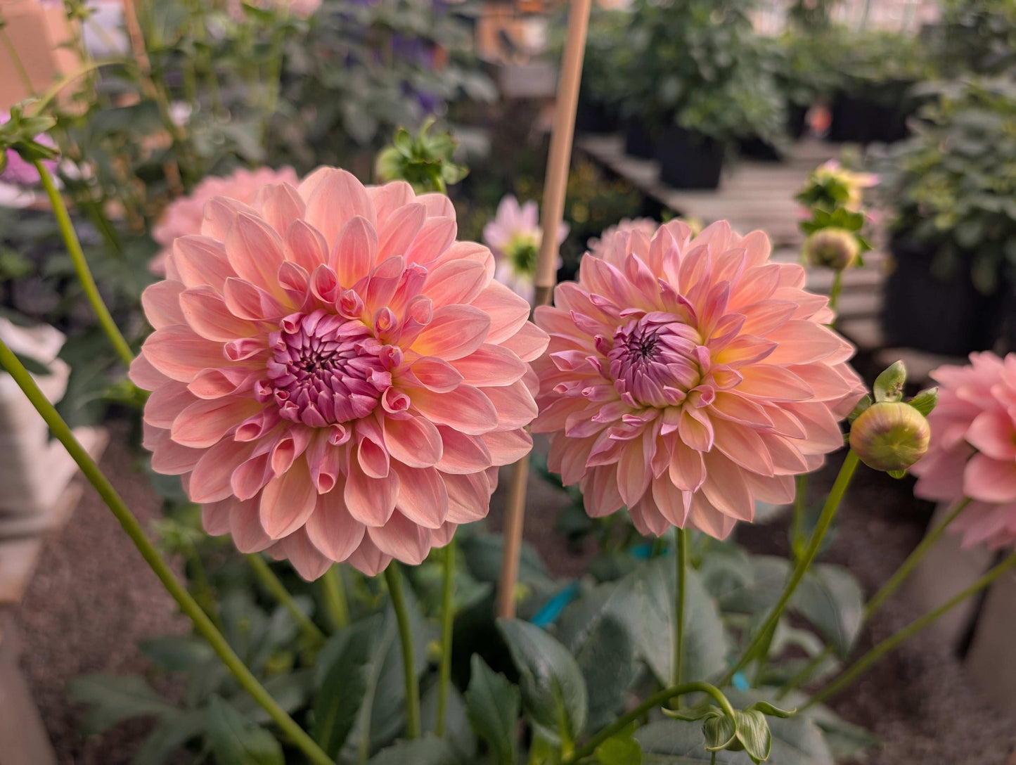 West Coast (Rooted Cuttings)