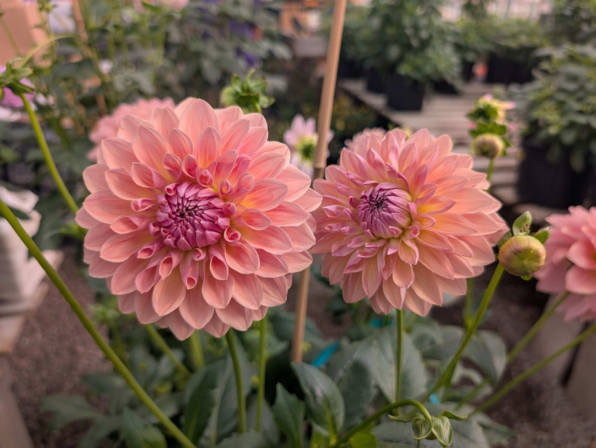 West Coast (Rooted Cuttings)