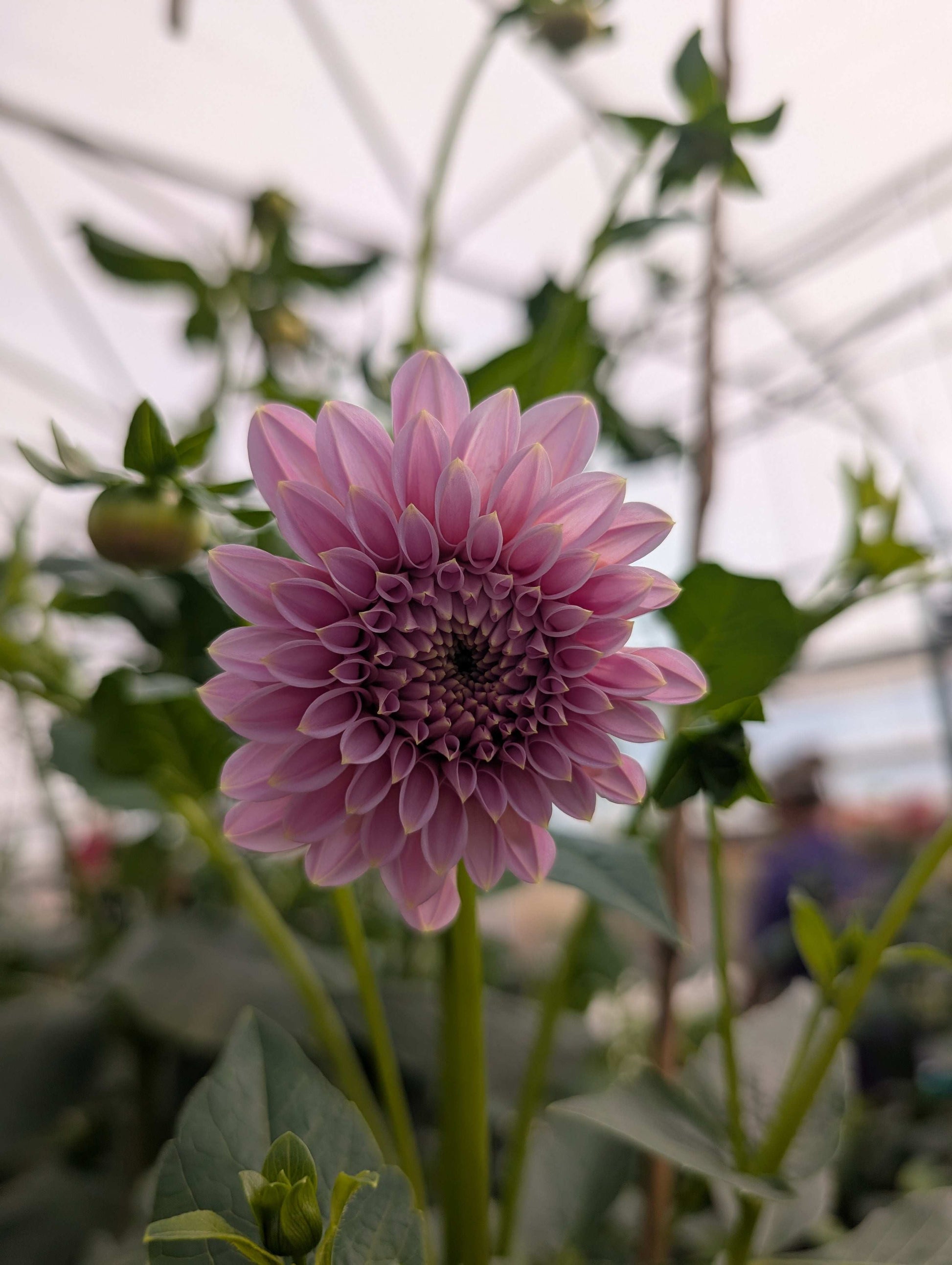 Araluen Leatrice (Rooted Cutting)
