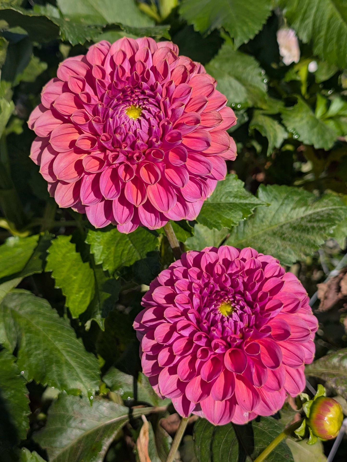 GC Pink Lemonade (Rooted Cutting)