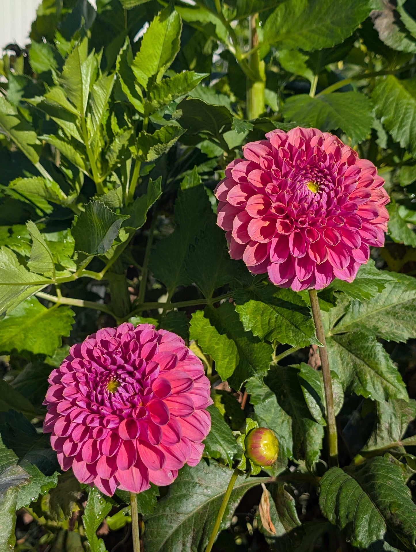 GC Pink Lemonade (Rooted Cutting)