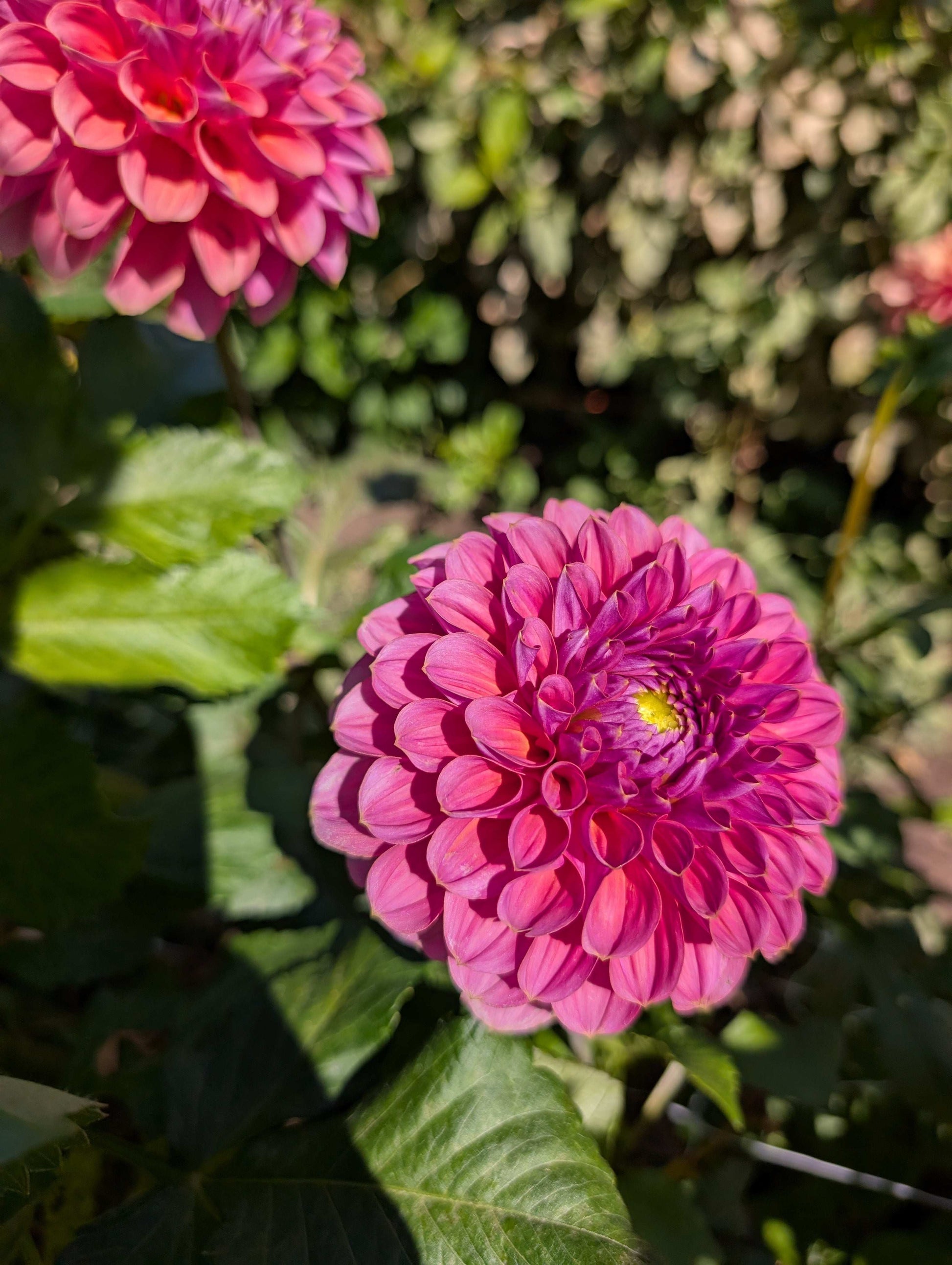 GC Pink Lemonade (Rooted Cutting)