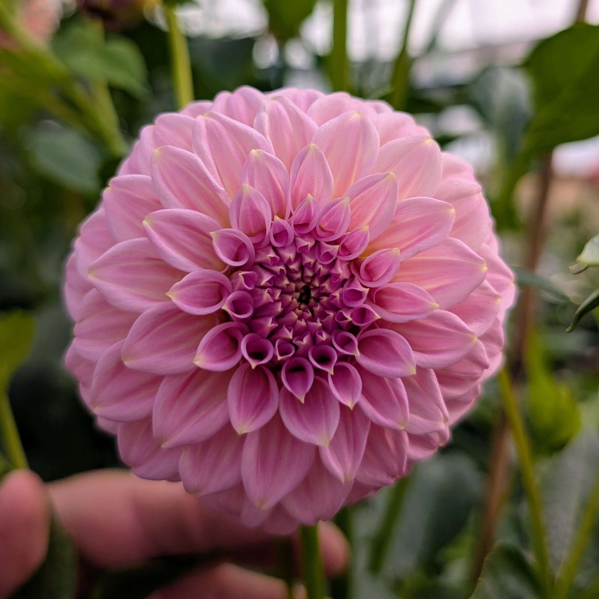 Araluen Leatrice (Rooted Cutting)