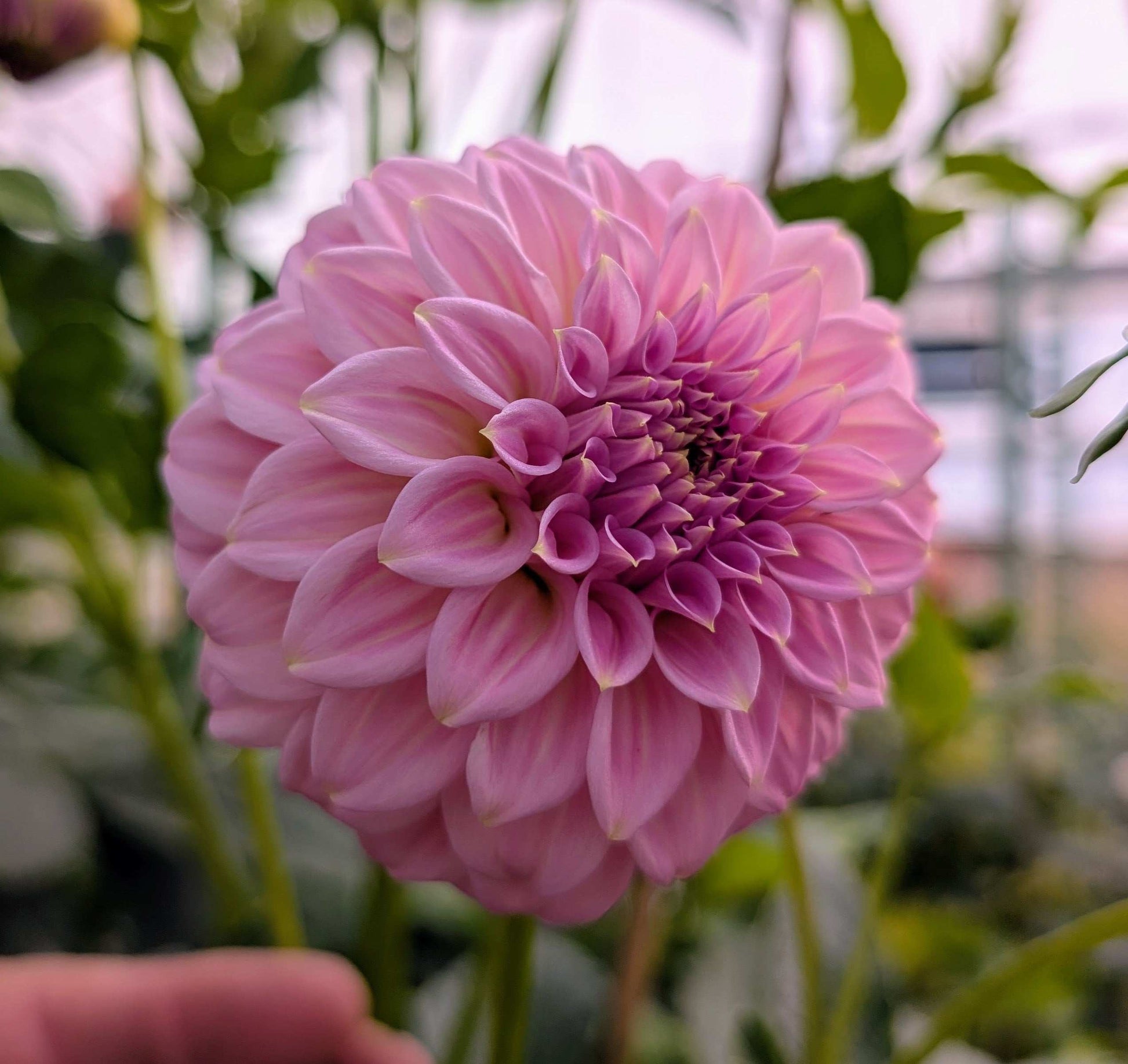 Araluen Leatrice (Rooted Cutting)