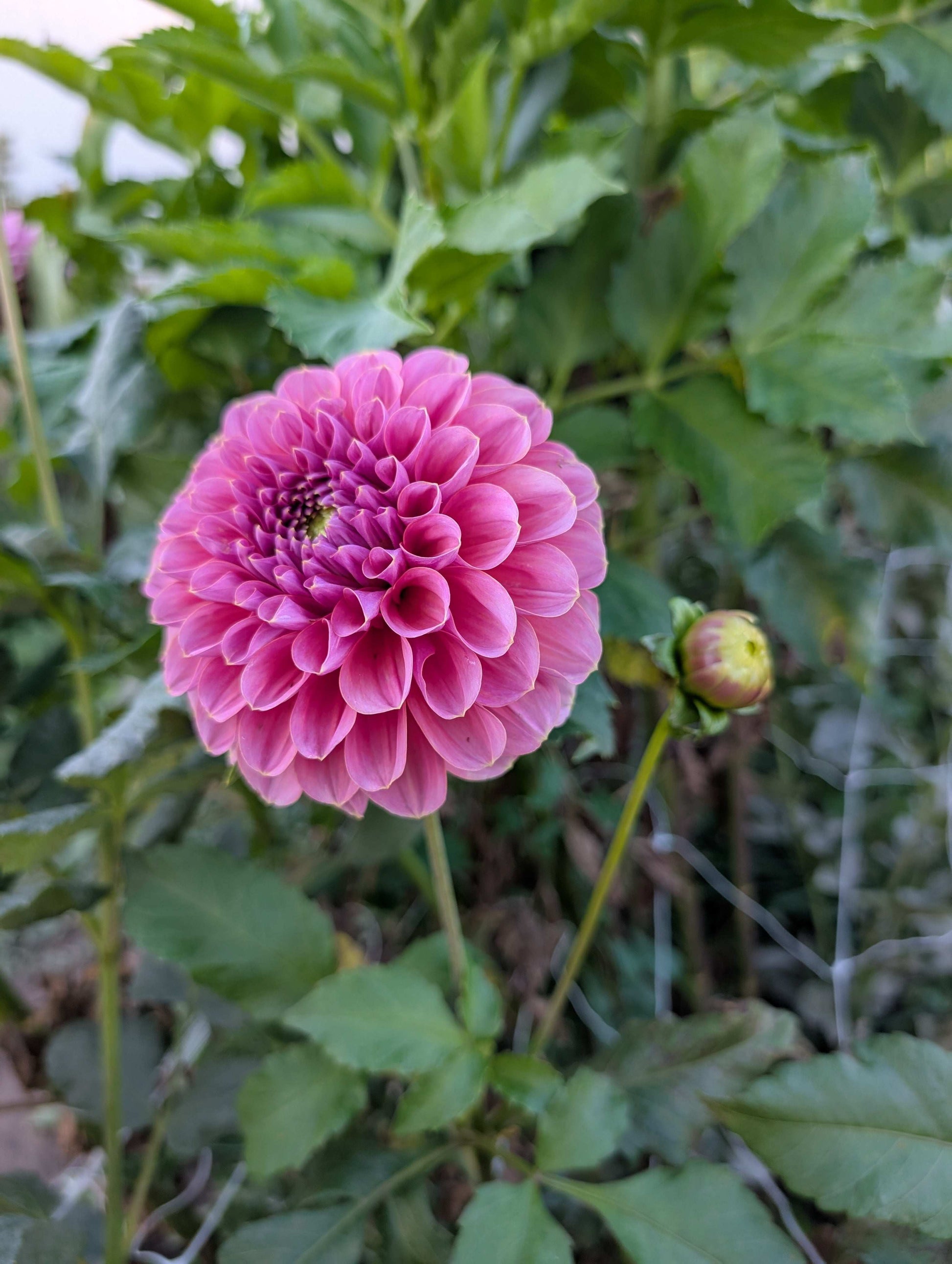 GC Pink Lemonade (Rooted Cutting)