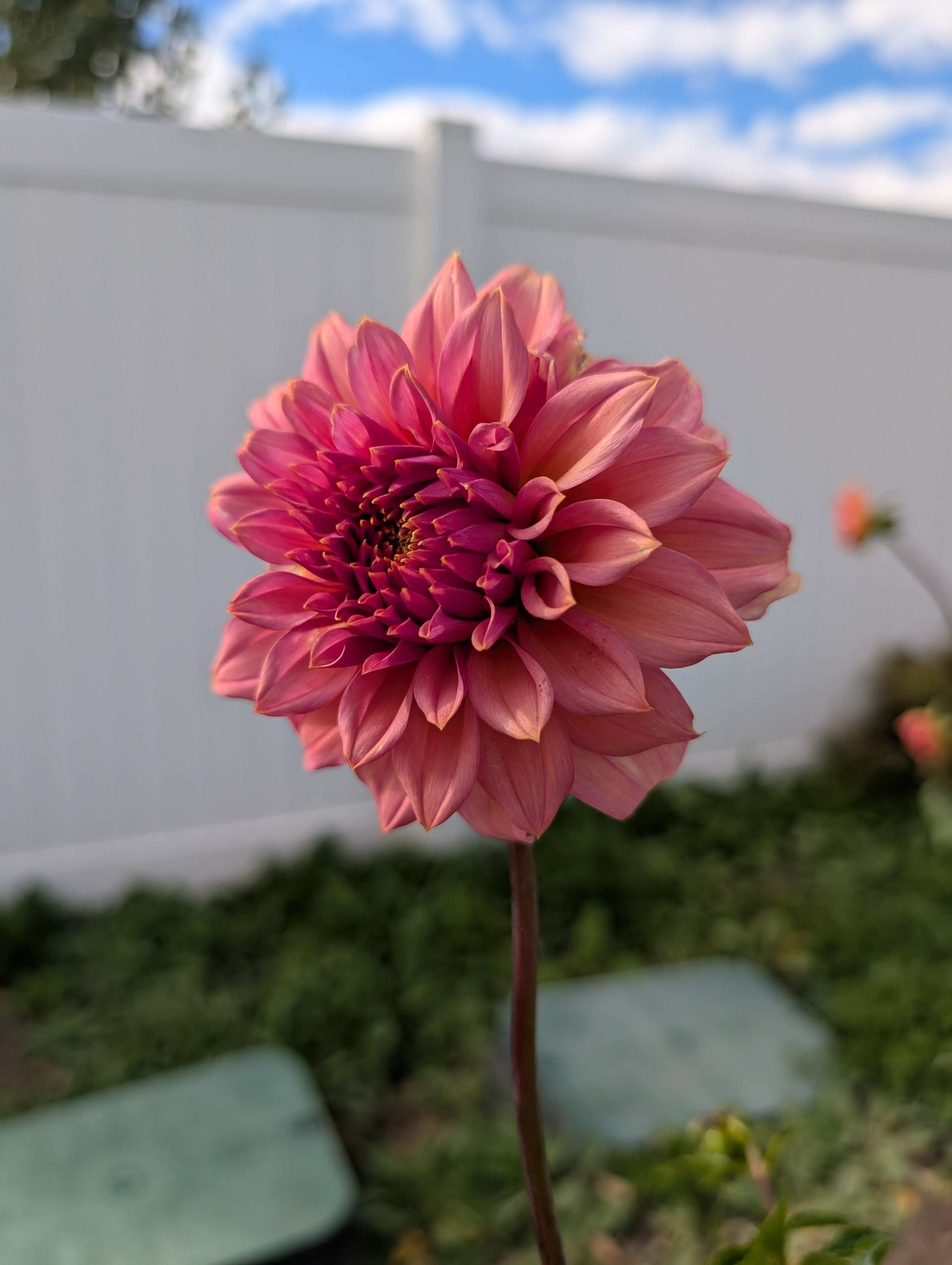 Bloomquist Innate (Rooted Cutting)