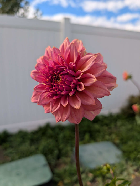 Bloomquist Innate (Rooted Cutting)