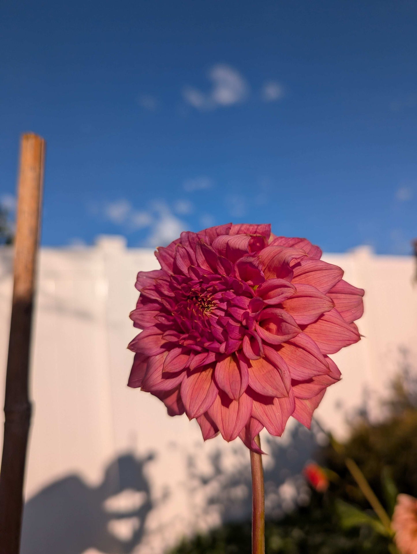 Bloomquist Innate (Rooted Cutting)