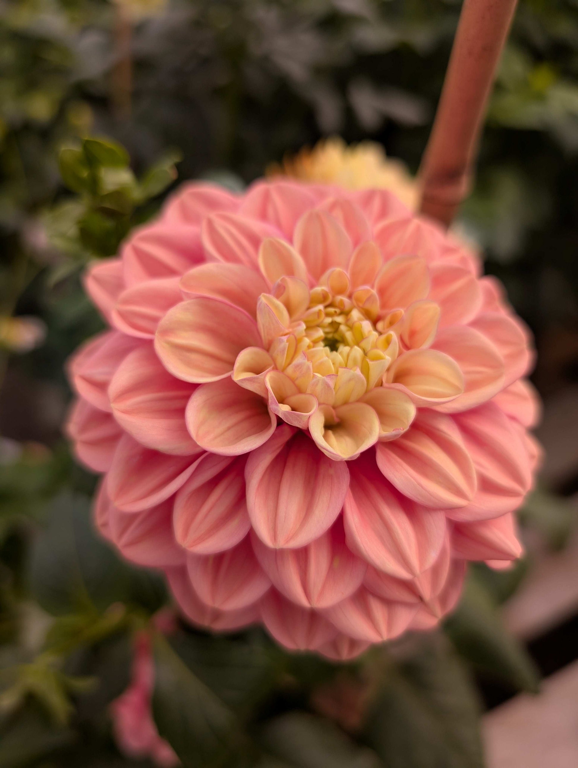 Florelie Kindness (Rooted Cutting)