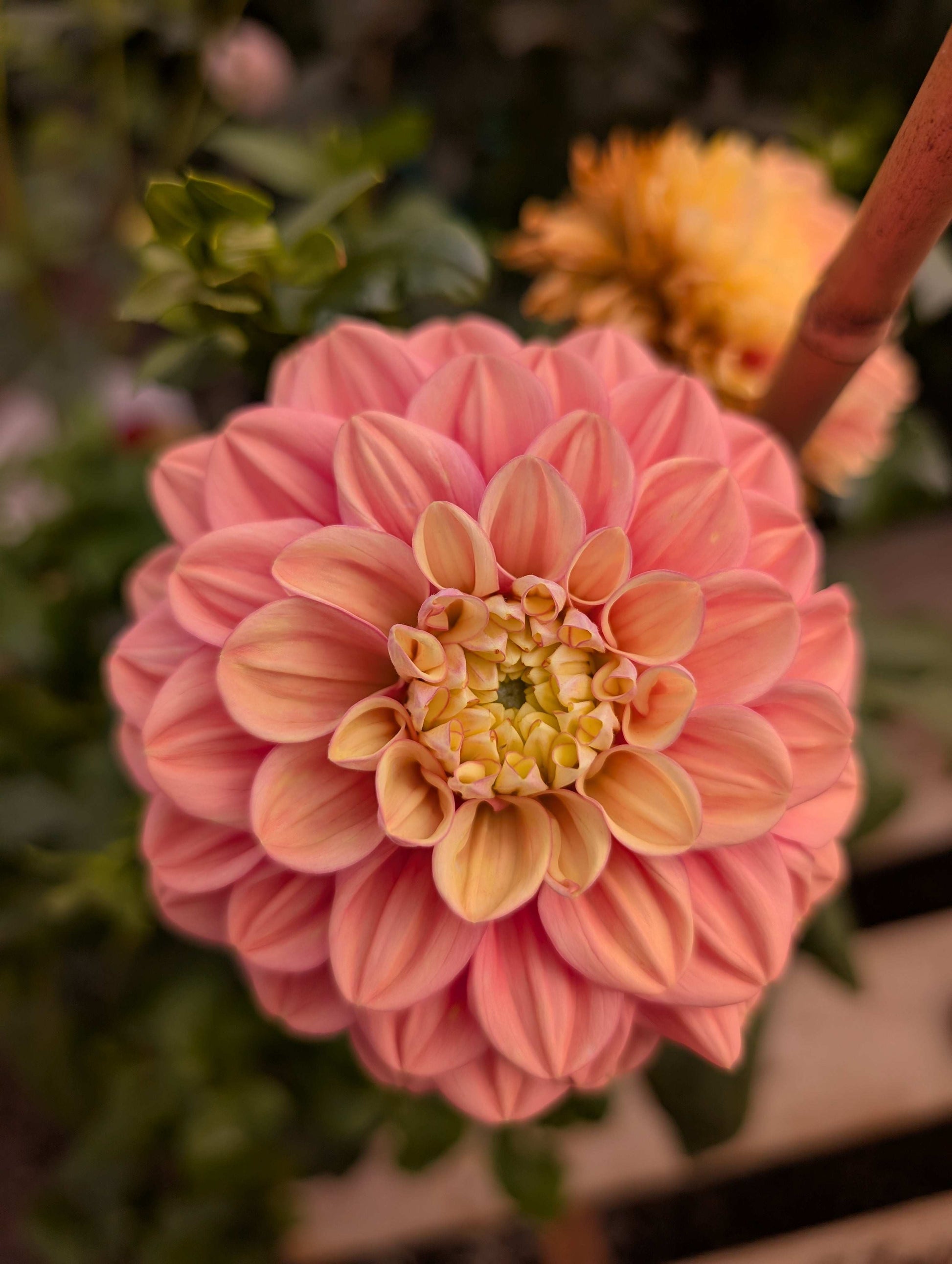 Florelie Kindness (Rooted Cutting)