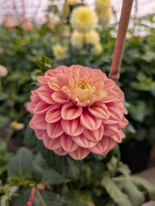 Florelie Kindness (Rooted Cutting)