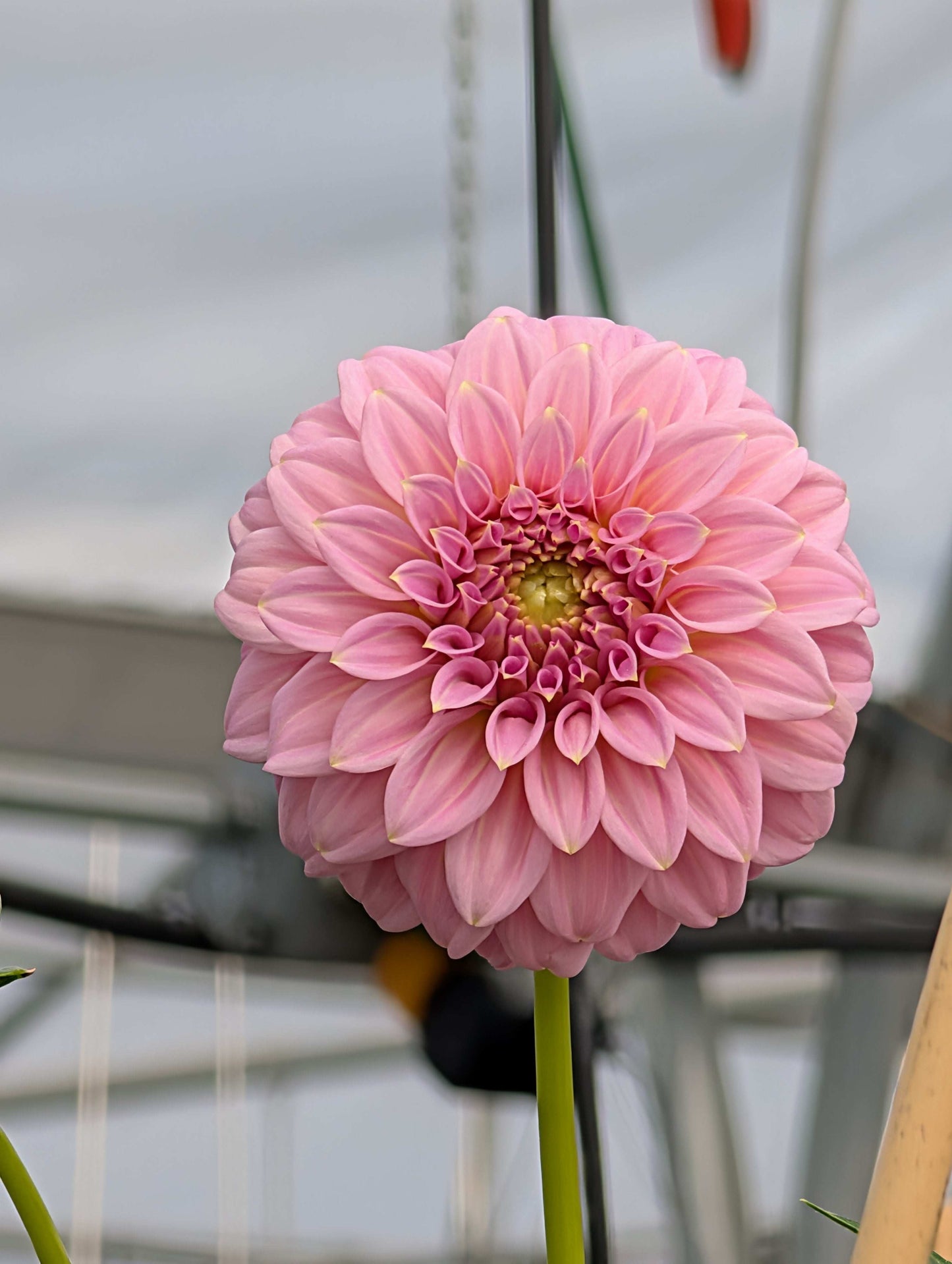 Araluen Leatrice (Rooted Cutting)