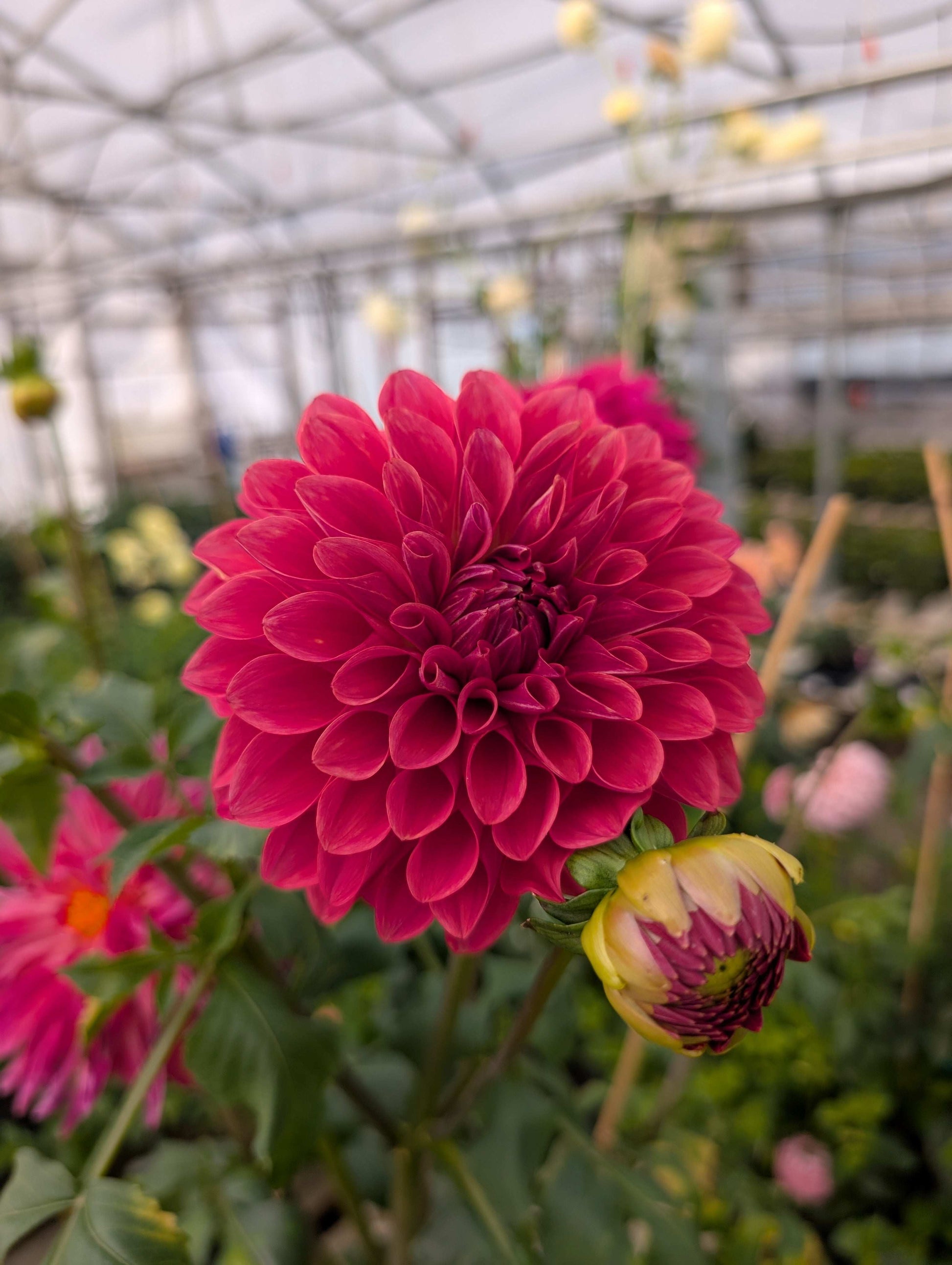 Florelie Candice (Rooted Cuttings)