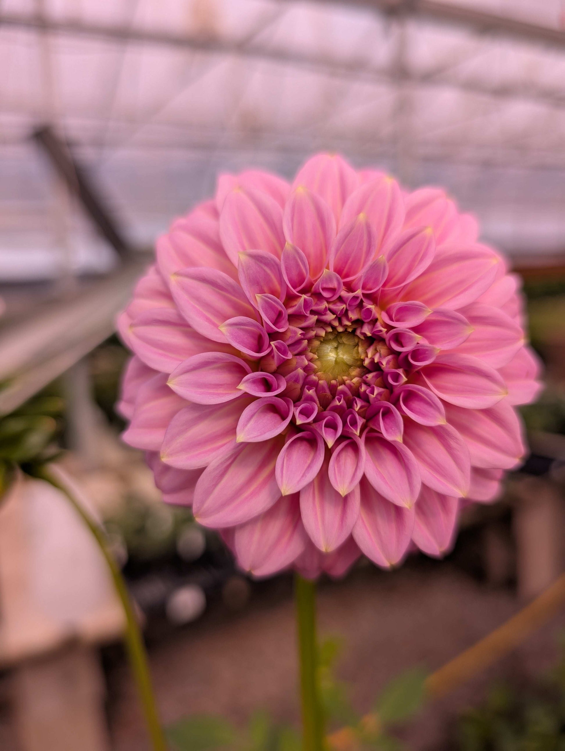Araluen Leatrice (Rooted Cutting)