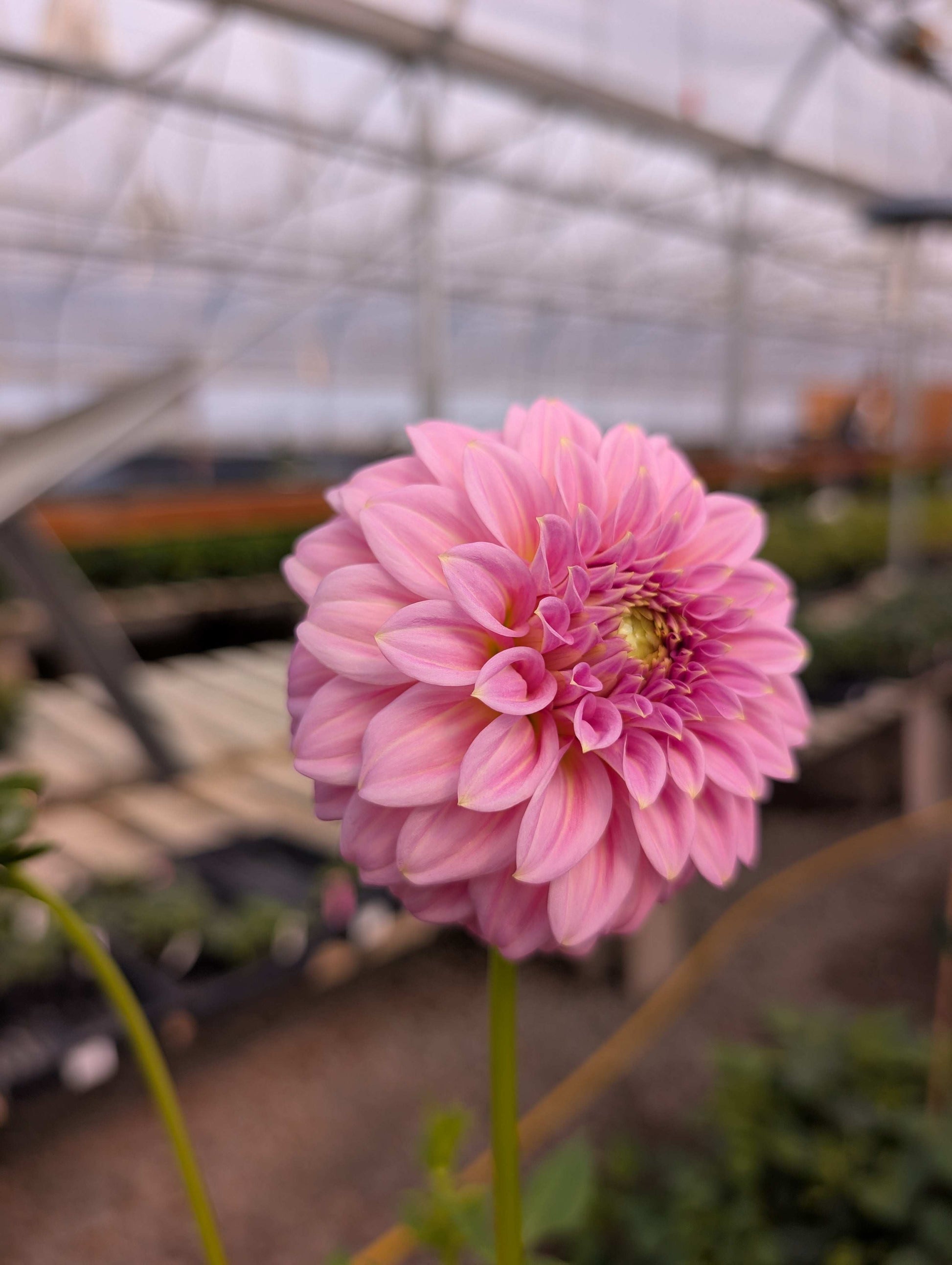 Araluen Leatrice (Rooted Cutting)