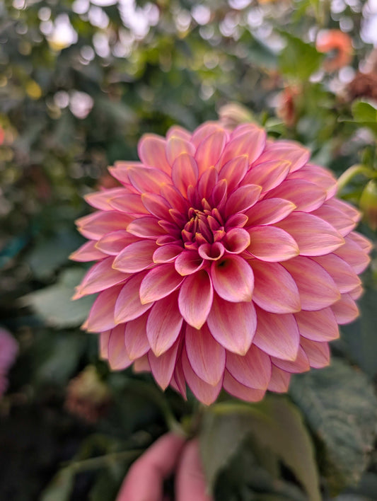 RM Raspberry Twinkle (Rooted Cutting)