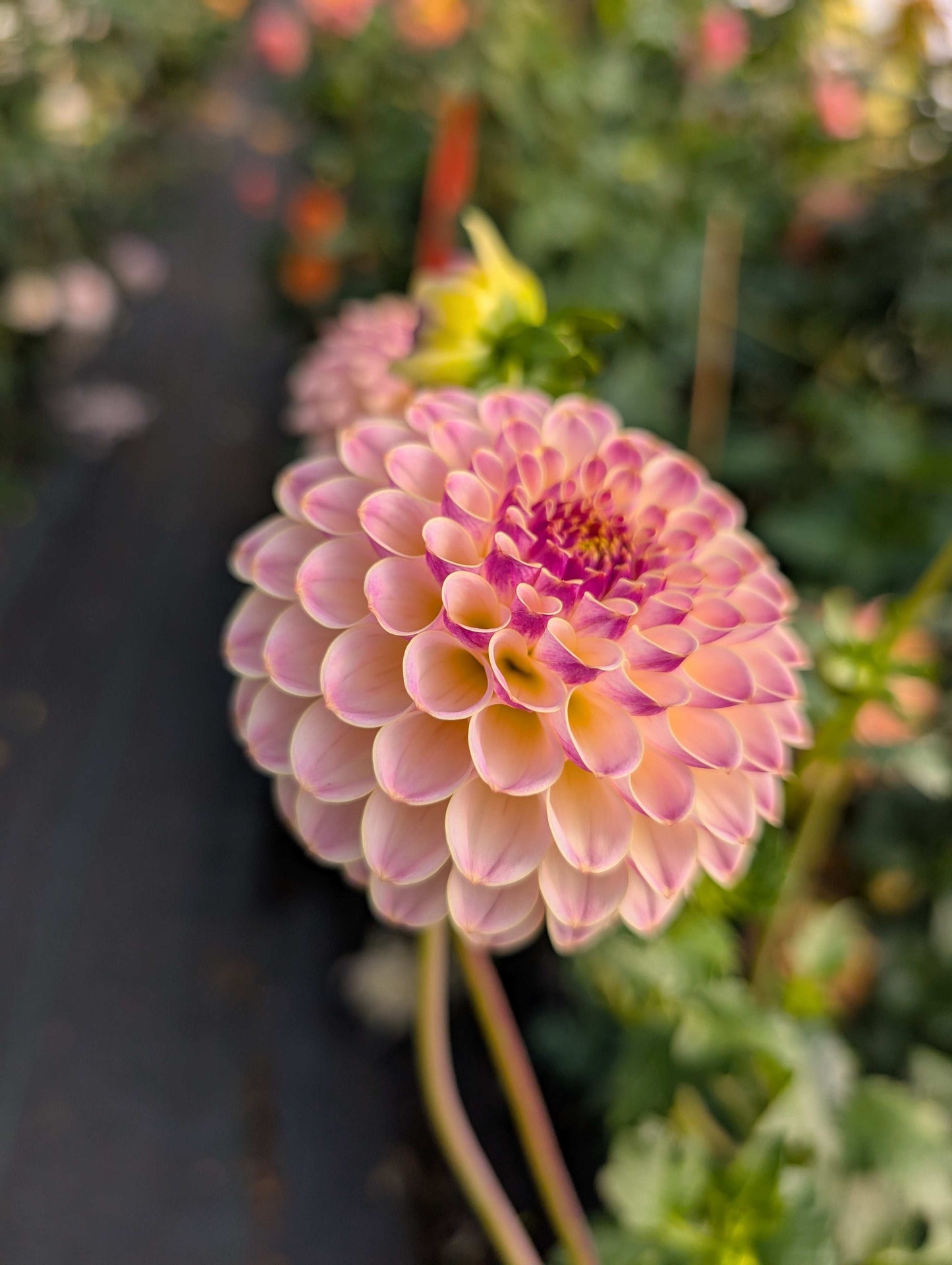 Hapet Pearl (Rooted Cutting)