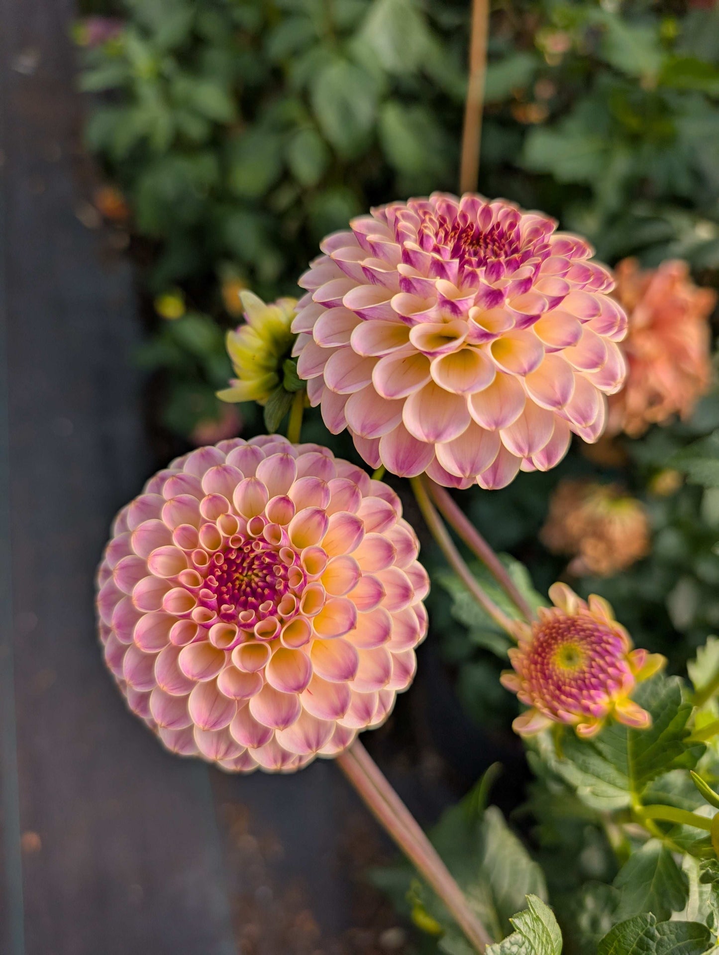 Hapet Pearl (Rooted Cutting)