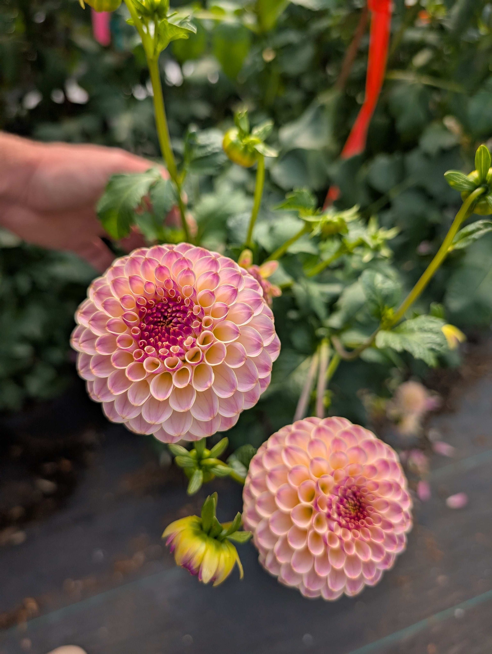 Hapet Pearl (Rooted Cutting)