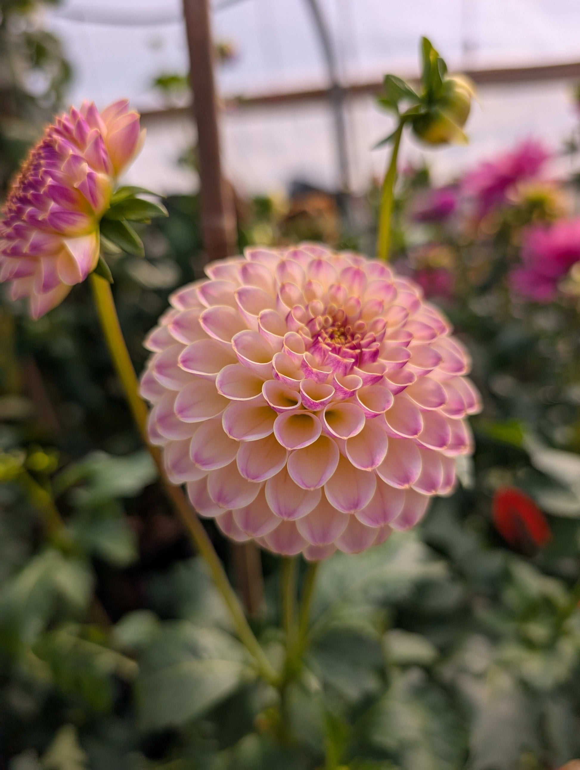 Hapet Pearl (Rooted Cutting)