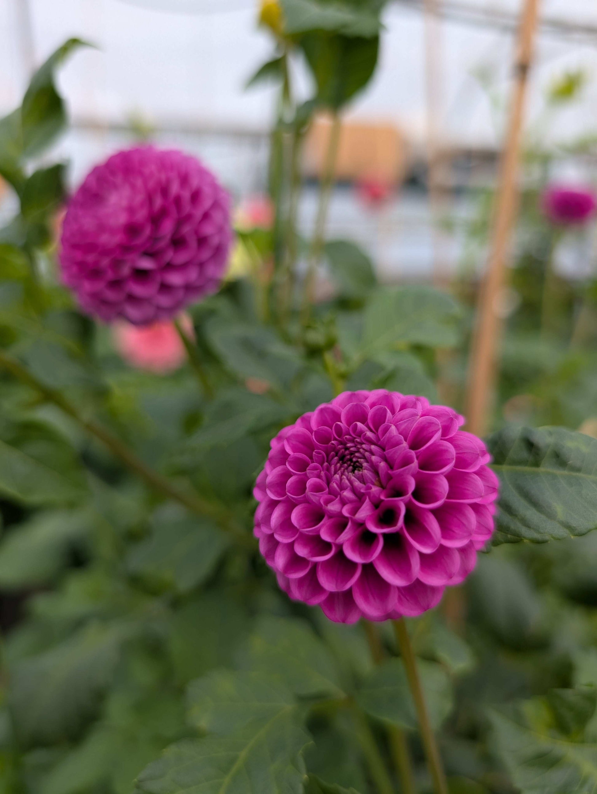 Florelie Hayley (Rooted Cutting)