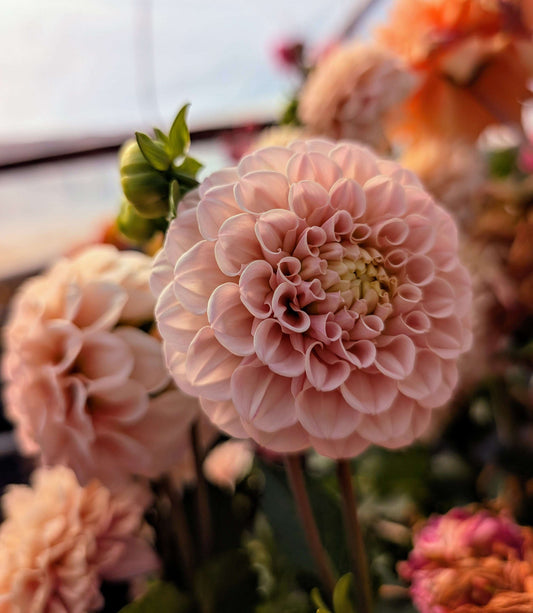 Levi's Revenant (Rooted Cuttings)