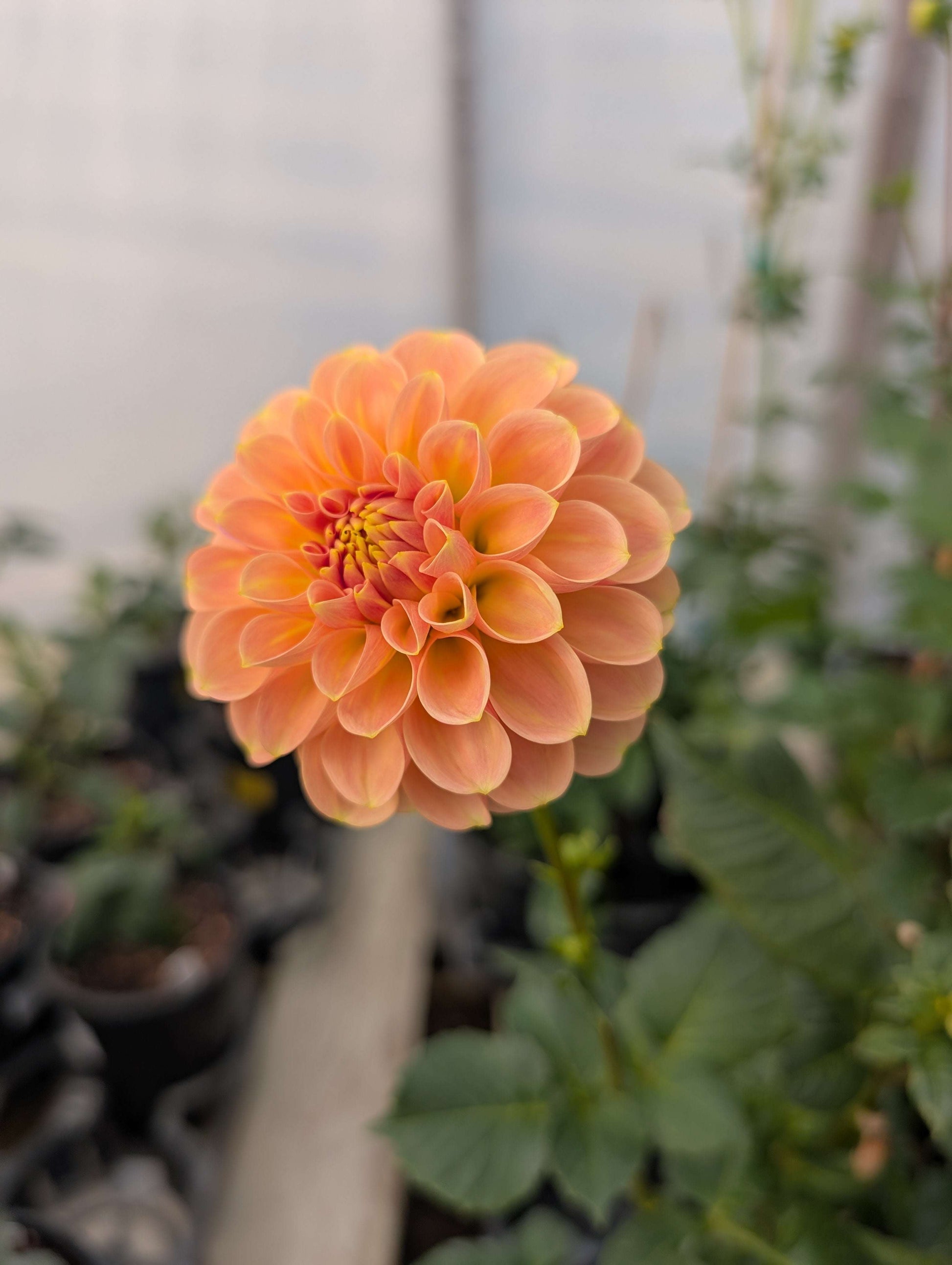 Peach Macaron (Rooted Cutting)