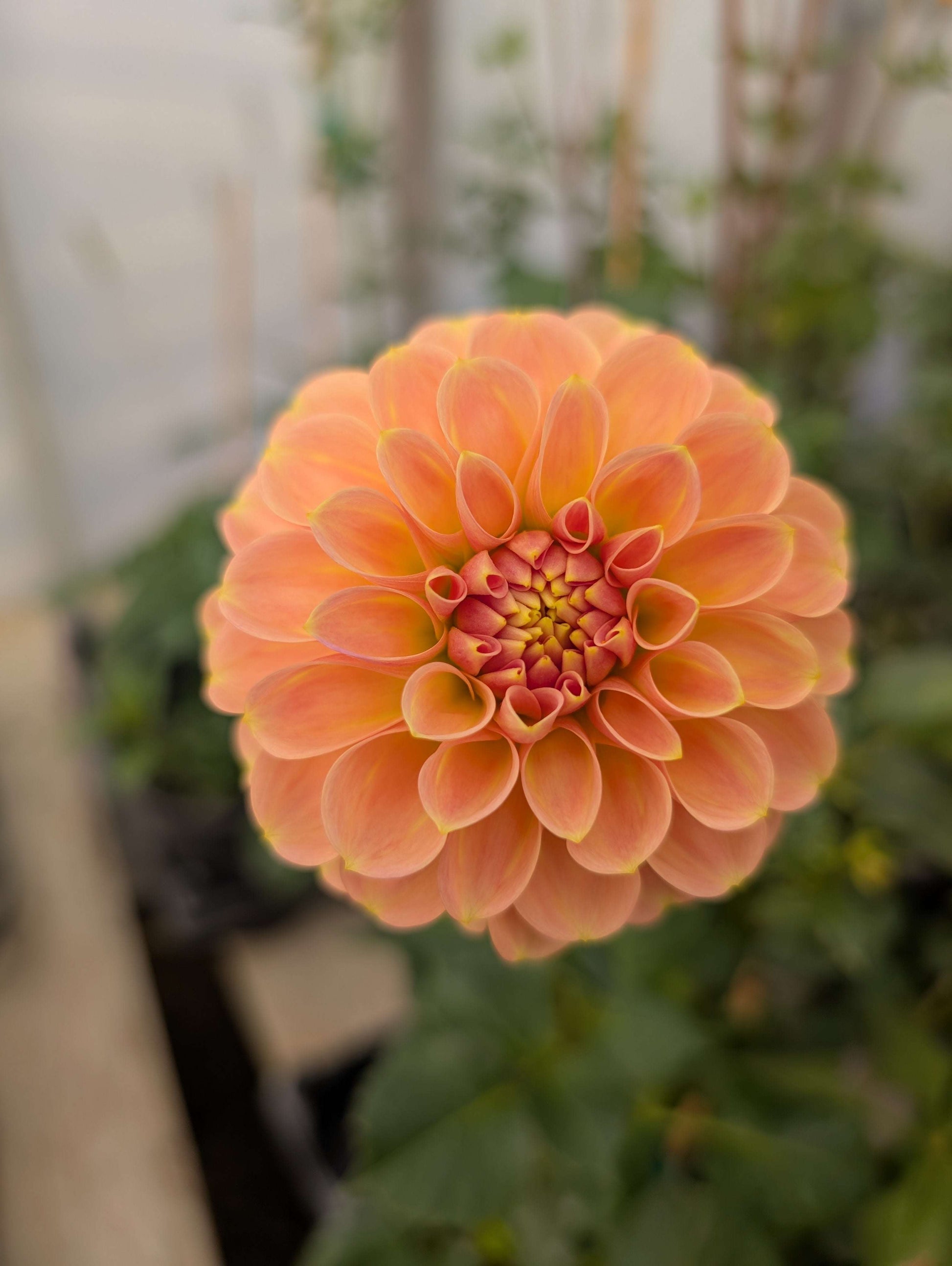 Peach Macaron (Rooted Cutting)