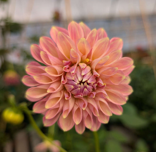 Boundary Sophie (Rooted Cutting)