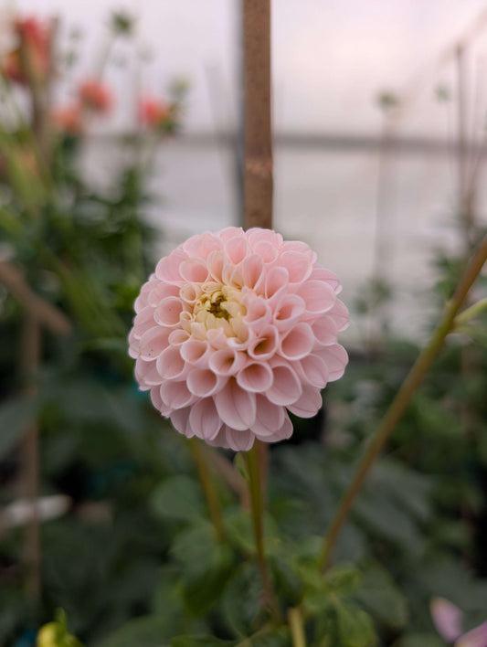 Hapet Barbie (Rooted Cutting)