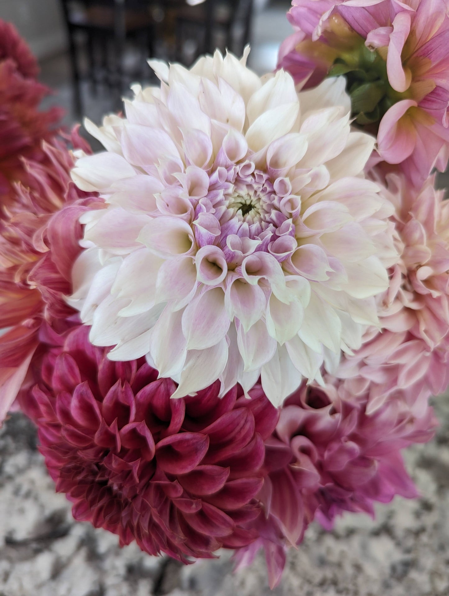 Lyon Park Dahlias Gift Card