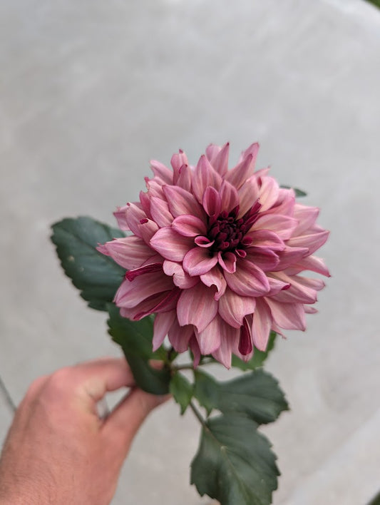 Night Silence Dahlia Cutting