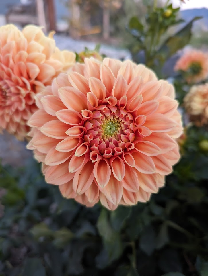 Bracken Palomino Dahlia Rooted Cutting