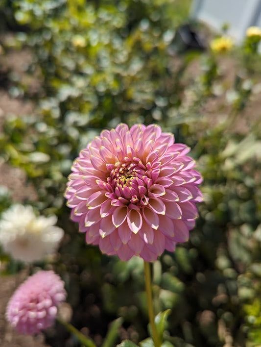 Skipley Spot of Gold Dahlia Rooted Cutting