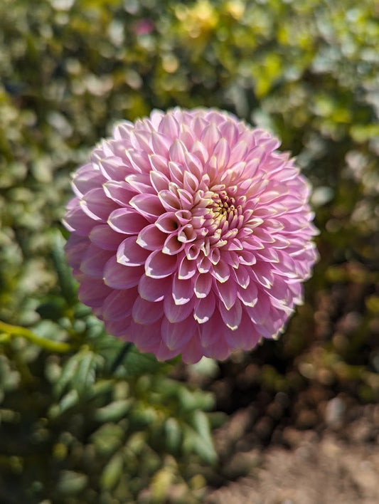 Bloomquist Mojo (Tuber)