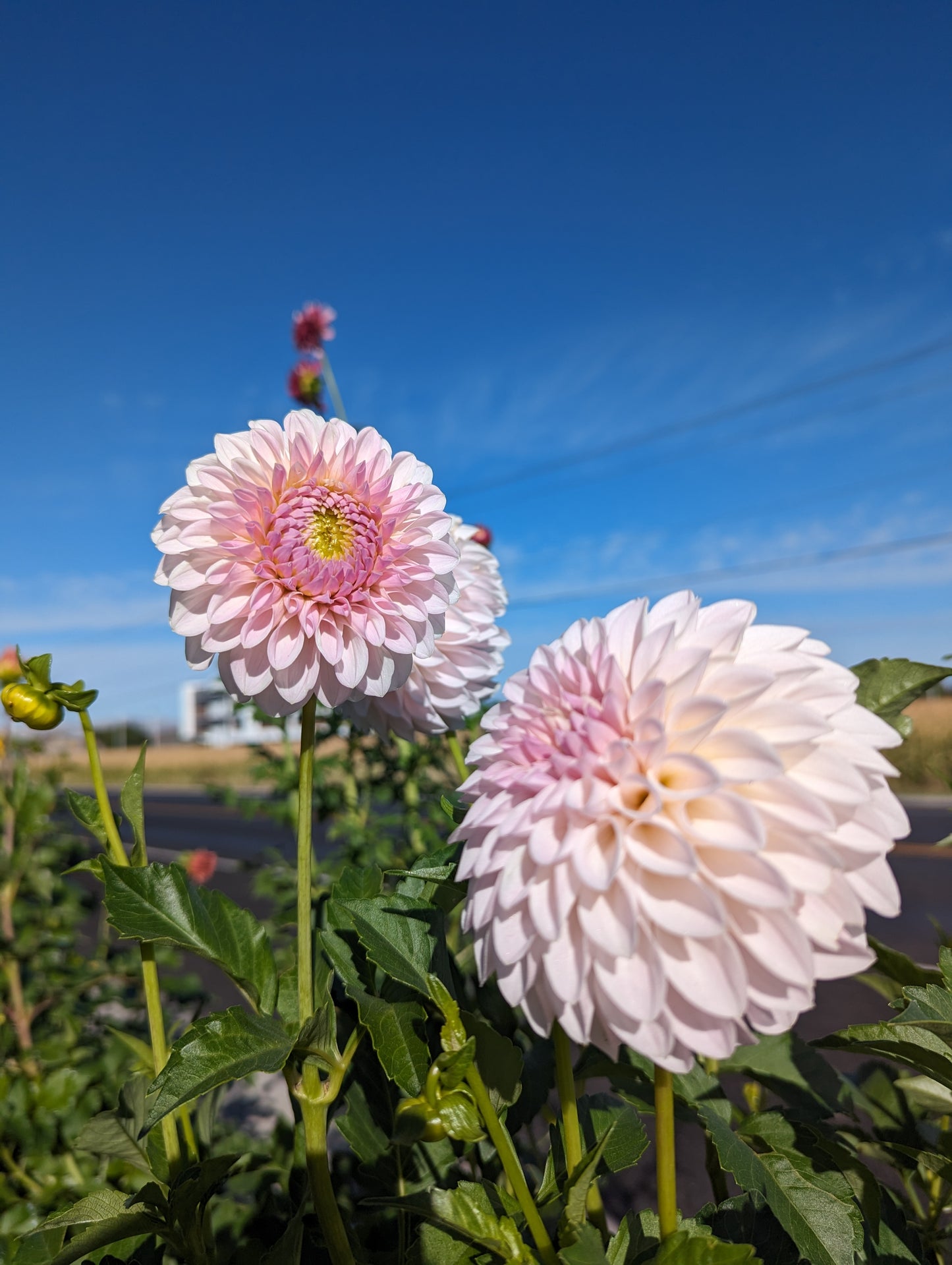 Bloomquist Tory P Dahlia Rooted Cutting