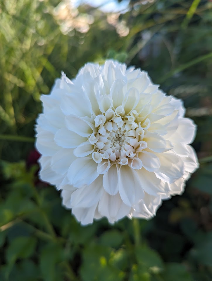 Irish Ruffles Dahlia Rooted Cutting