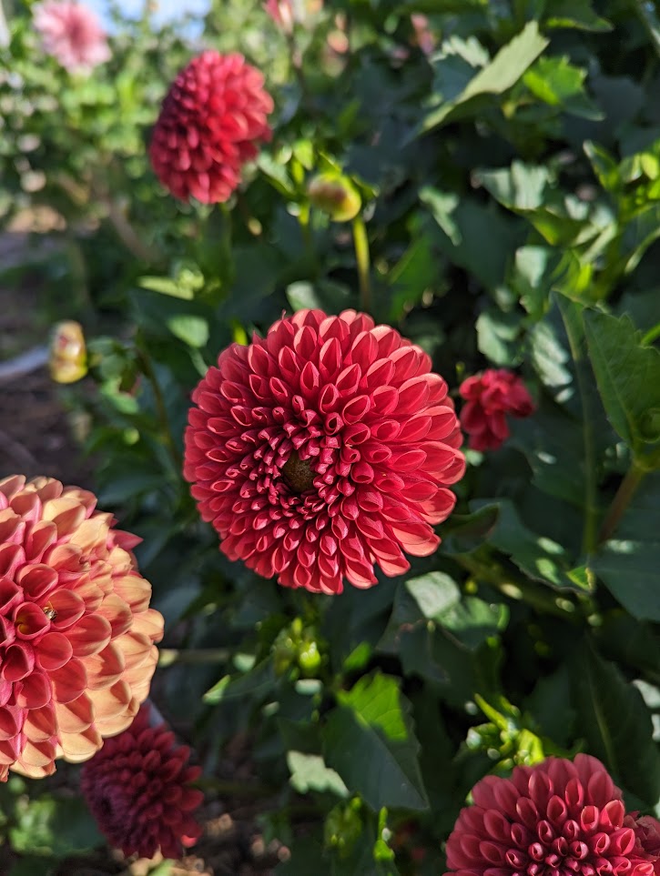 Copper Boy Dahlia Rooted Cutting