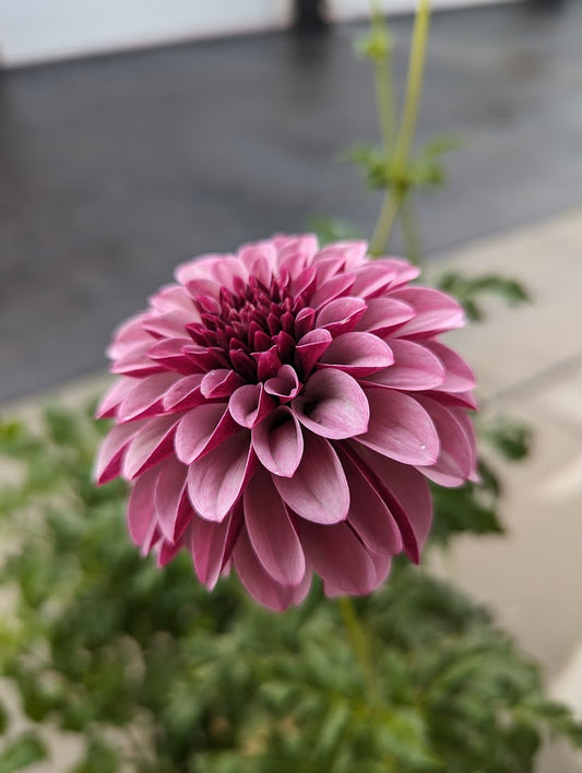 Salish Twilight Girl Dahlia Rooted Cutting