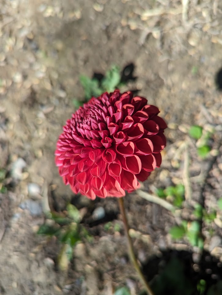 Copper Boy Dahlia Rooted Cutting