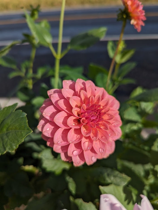 Peach Colored Dahlia Rooted Cutting