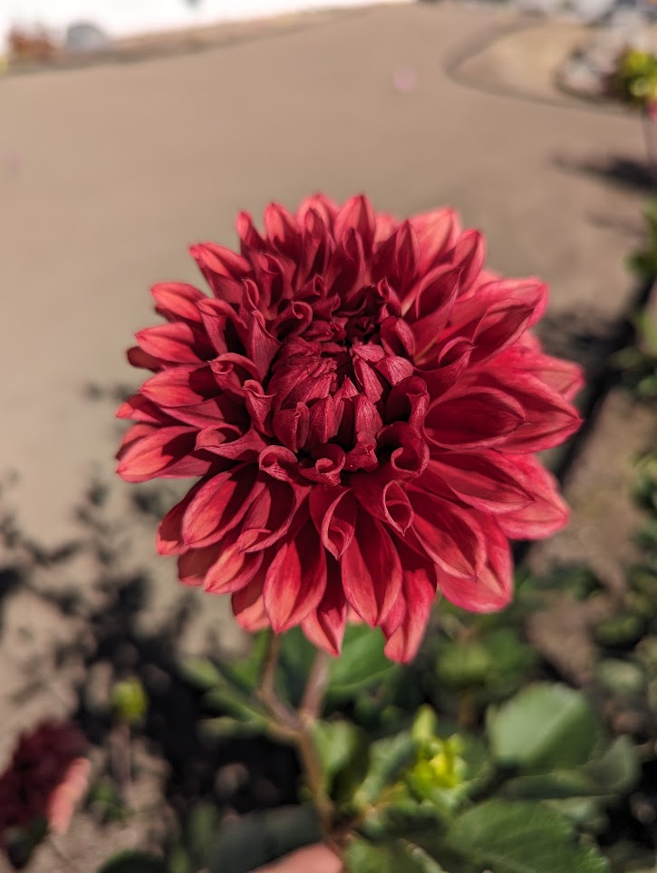 Bloomquist York Dahlia Rooted Cutting