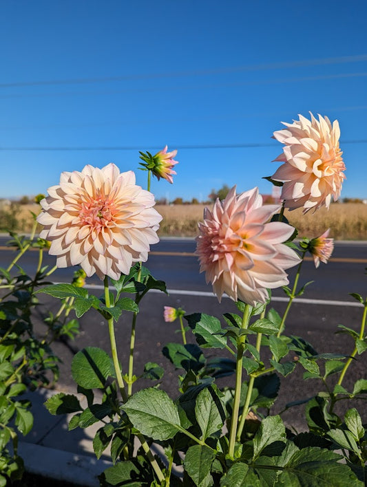 Pink Colored Dahlia Rooted Cuttings