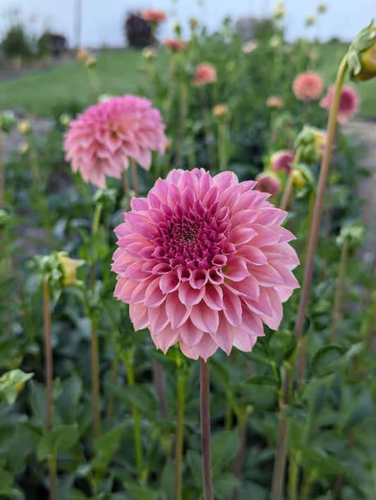 3 Pack: Coral Sea Dahlia Rooted Cutting