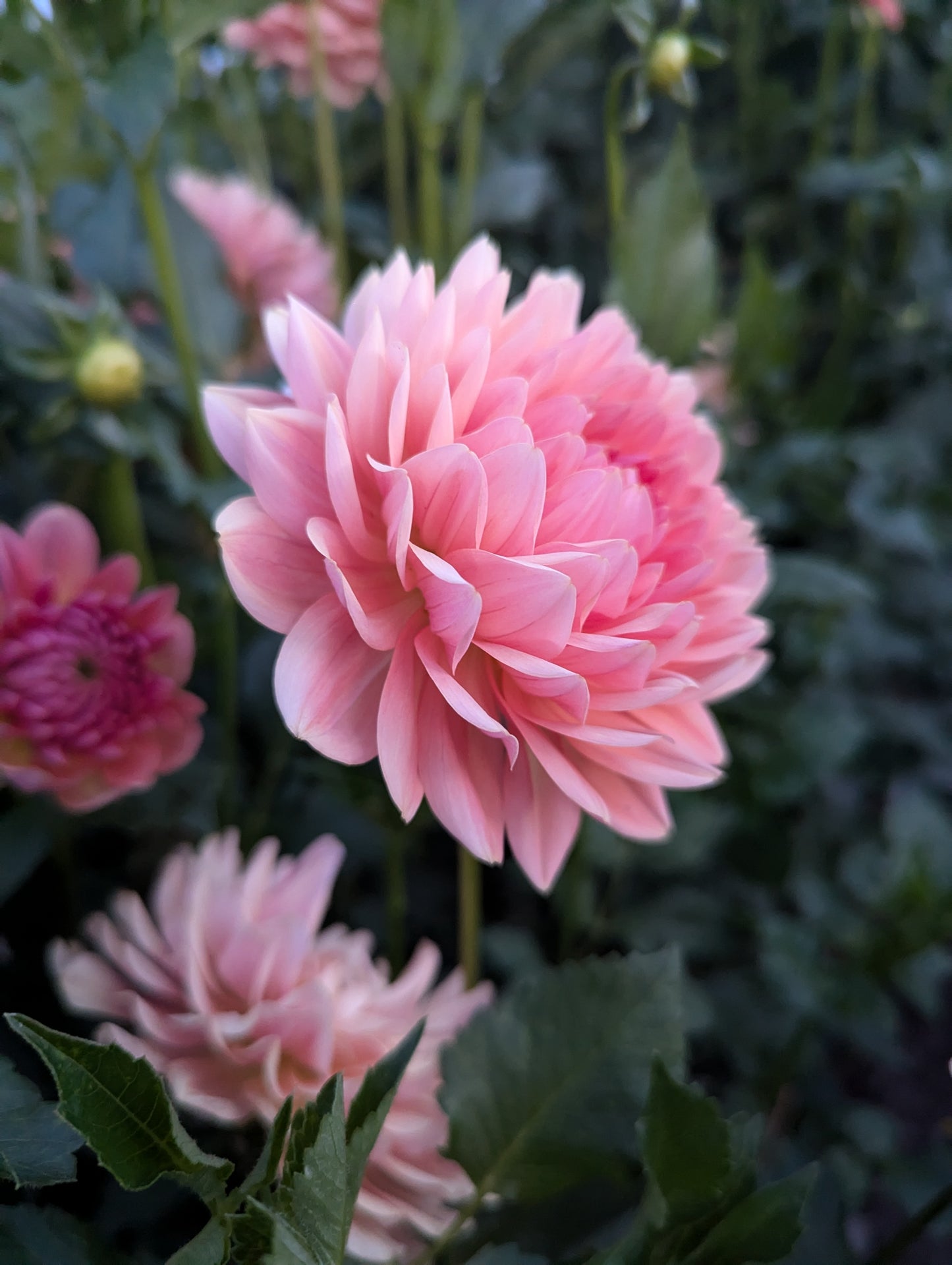 3 Pack: Fawn Dahlia Rooted Cutting