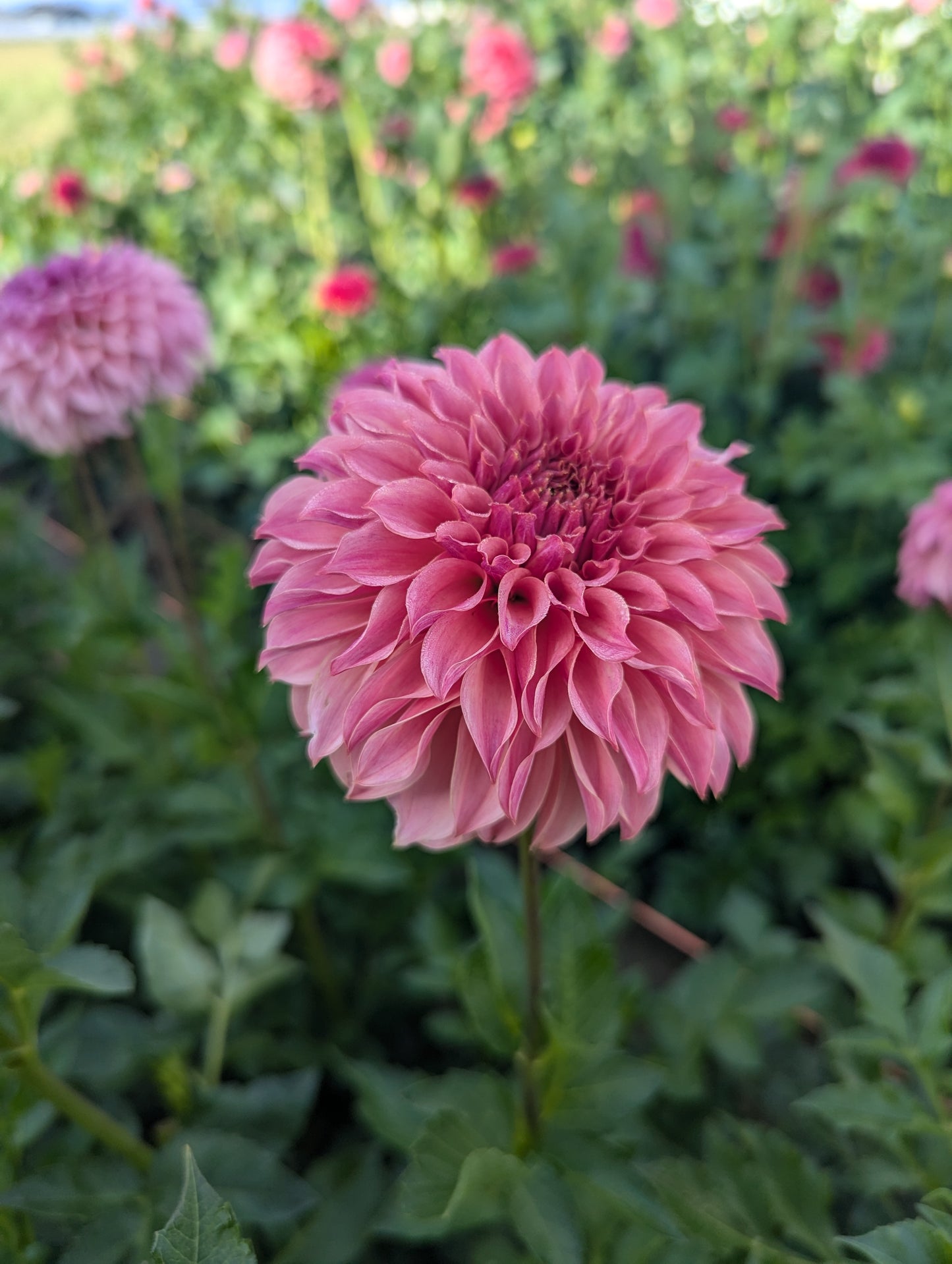 3 Pack: Coral Sea Dahlia Rooted Cutting