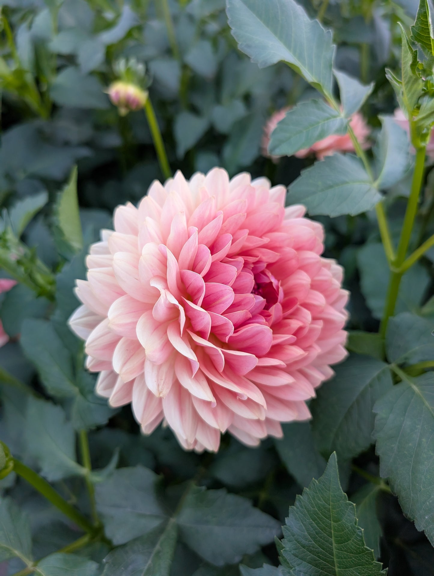 3 Pack: Fawn Dahlia Rooted Cutting