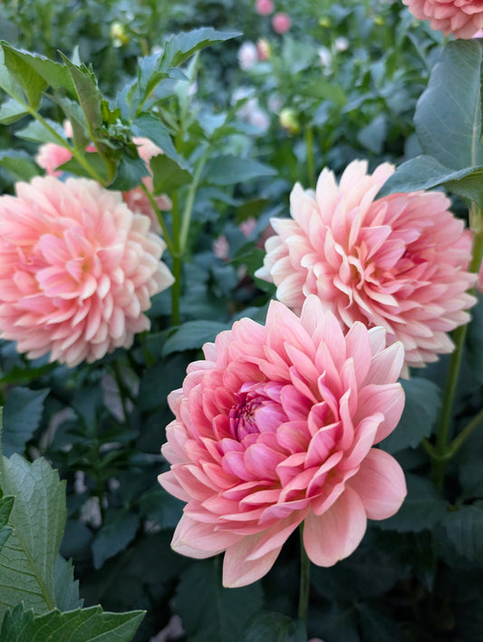 3 Pack: Fawn Dahlia Rooted Cutting