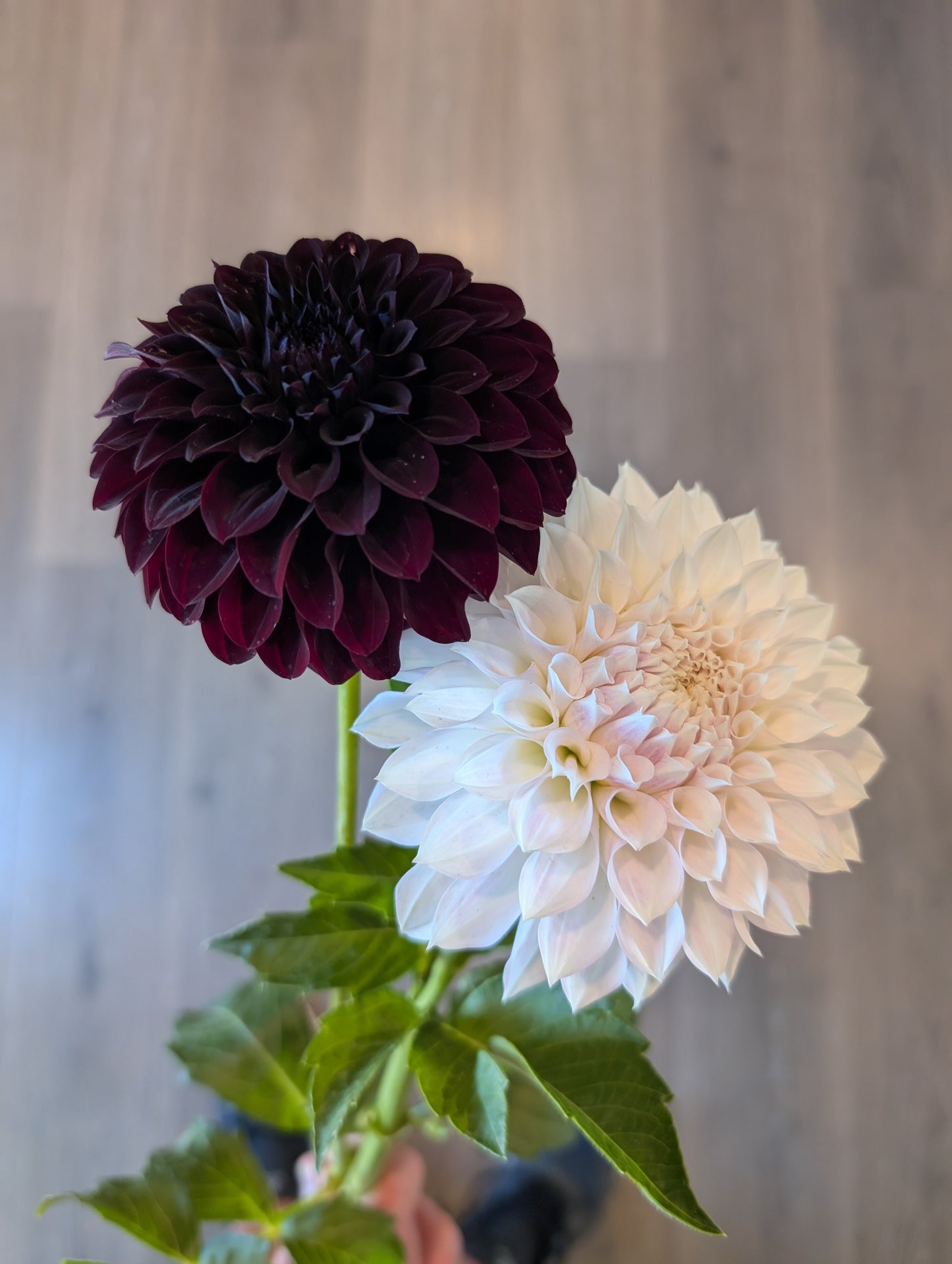 Fidalgo Black (Tuber)